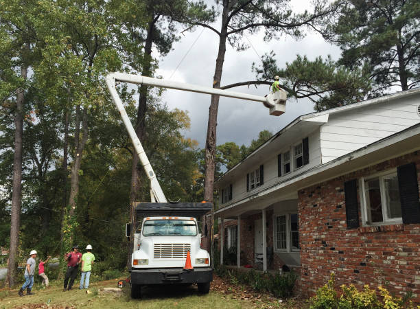 How Our Tree Care Process Works  in  Ohioville, PA