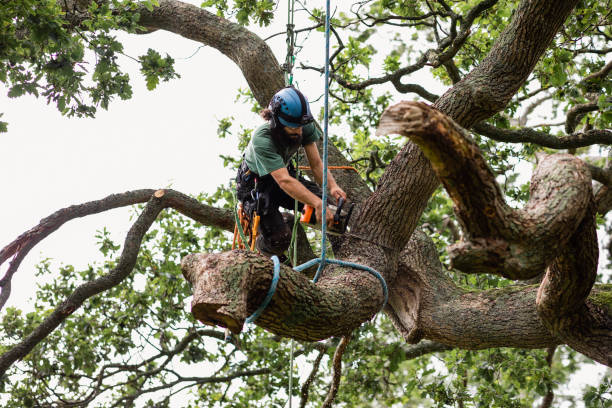 Best Tree Risk Assessment  in Ohioville, PA