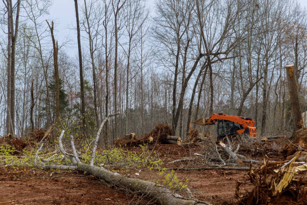 Best Tree Disease Treatment  in Ohioville, PA