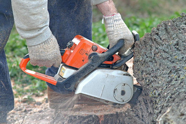 Best Lawn Disease Treatment  in Ohioville, PA