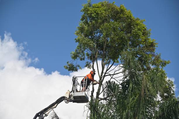 Best Emergency Tree Removal  in Ohioville, PA