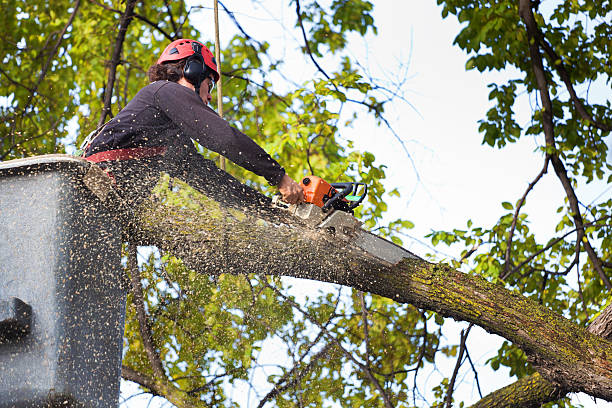 Best Hazardous Tree Removal  in Ohioville, PA