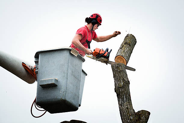 Best Commercial Tree Services  in Ohioville, PA