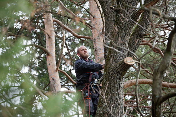  Ohioville, PA Tree Care Pros