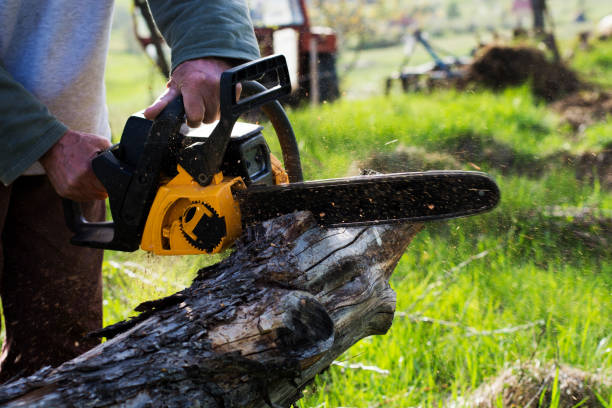 Best Tree Cabling and Bracing  in Ohioville, PA