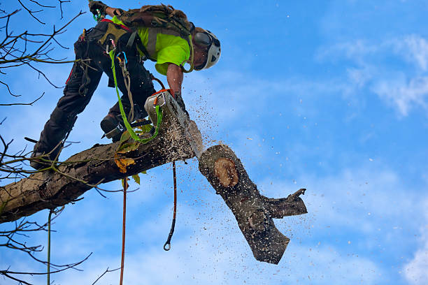 Best Palm Tree Trimming  in Ohioville, PA