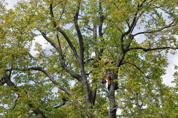 Professional Tree Care in Ohioville, PA